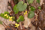 Roundleaf yellow violet